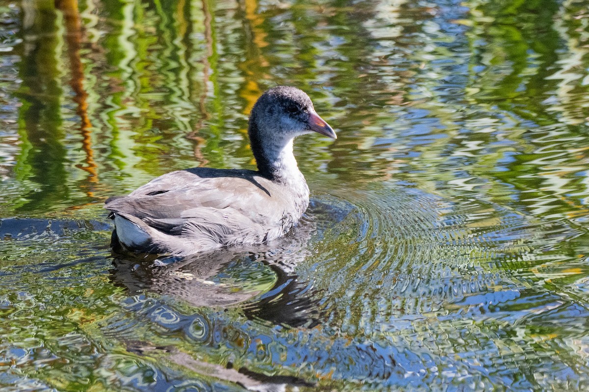 lyska americká - ML641367223