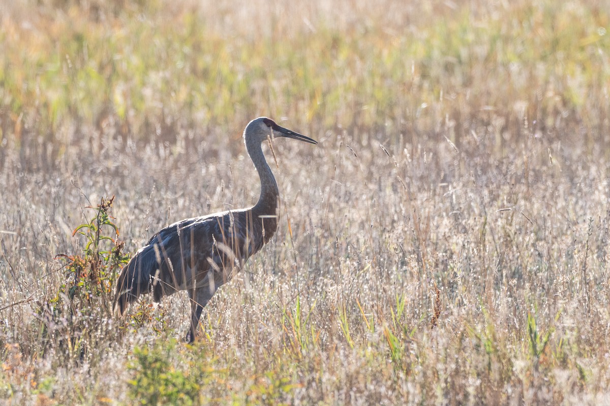 jeřáb kanadský - ML641367228