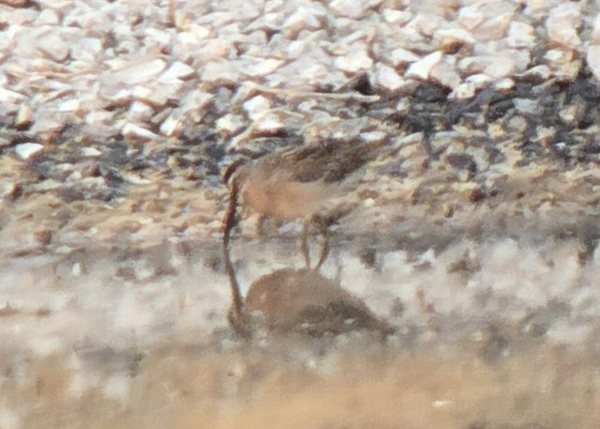 Short-billed Dowitcher - ML641367244