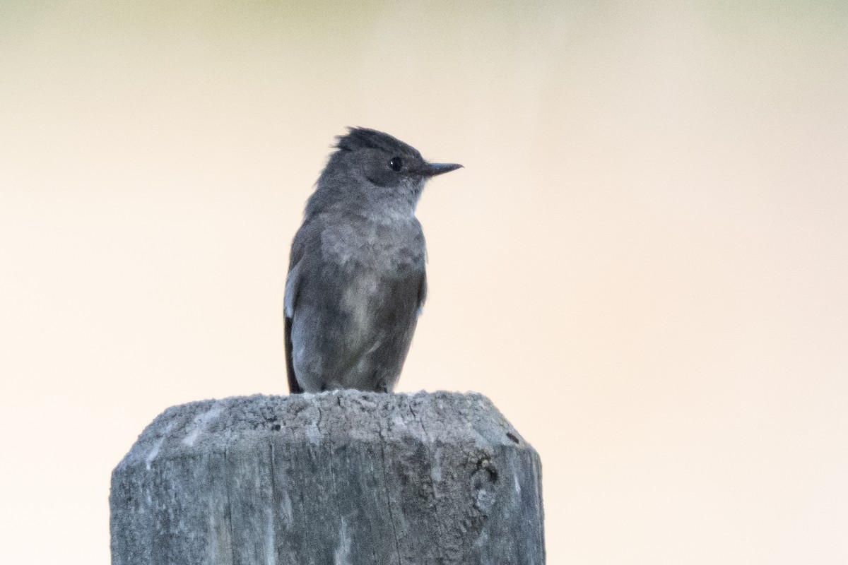Western Wood-Pewee - ML641367251