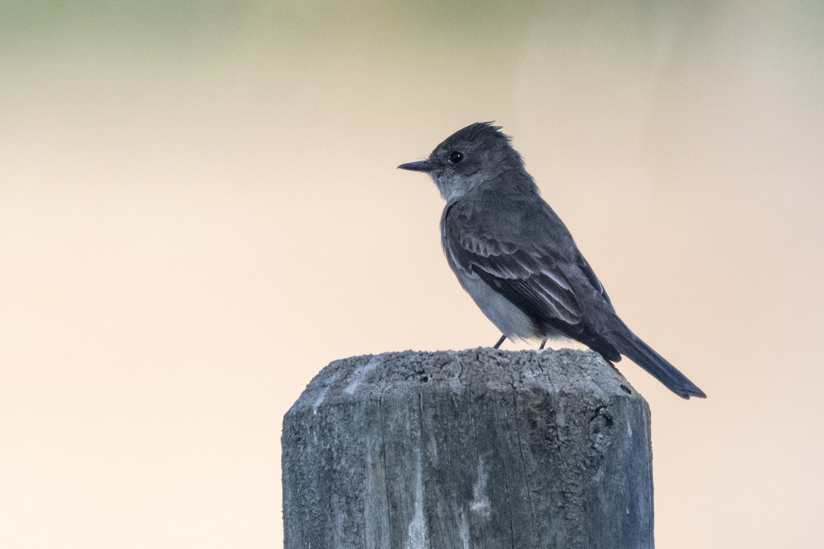 Western Wood-Pewee - ML641367252