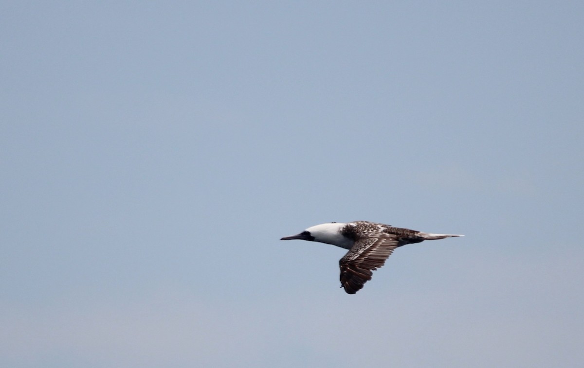 Peruvian Booby - ML641367254