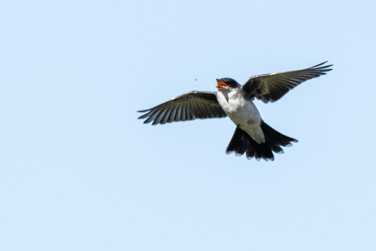 tyran obecný - ML641367262