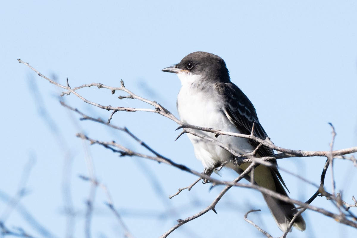 tyran obecný - ML641367263