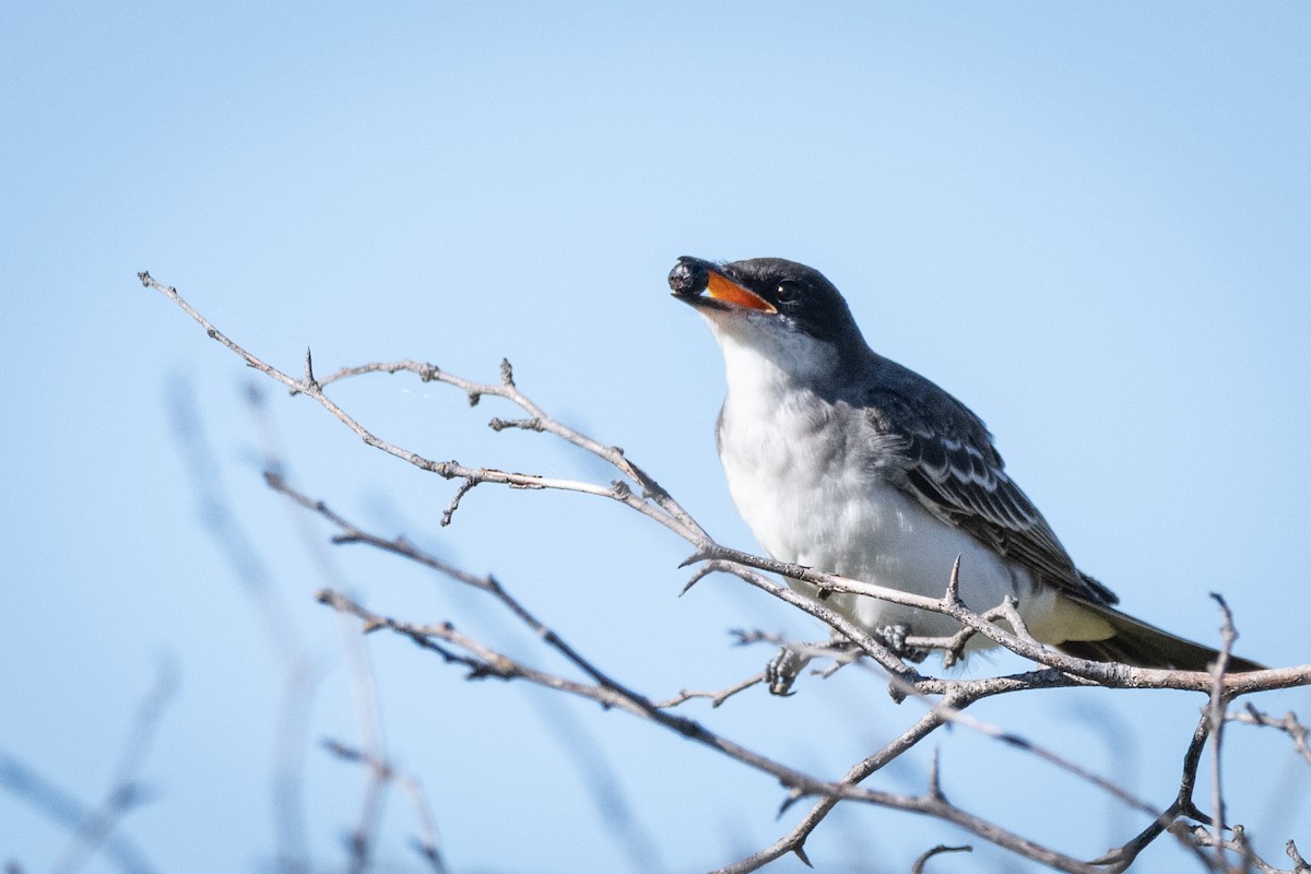 Eastern Kingbird - ML641367264