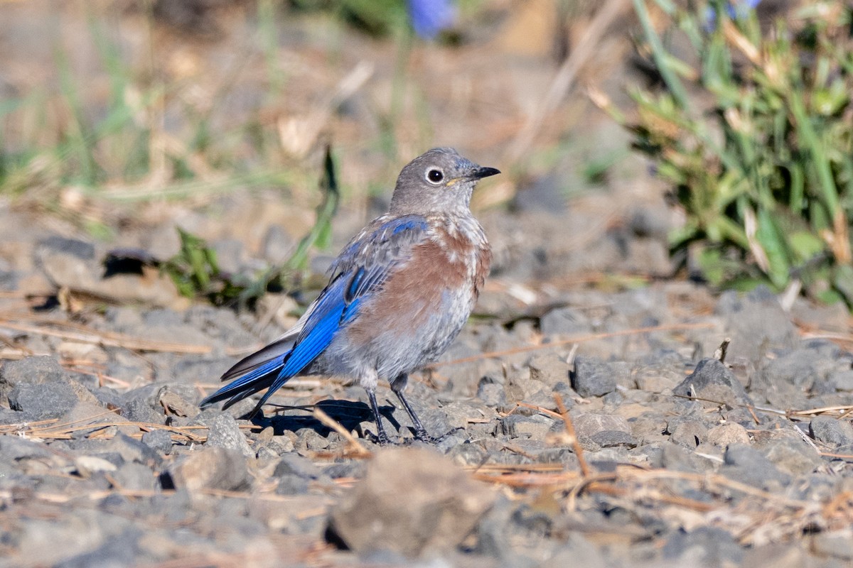 Western Bluebird - ML641367277