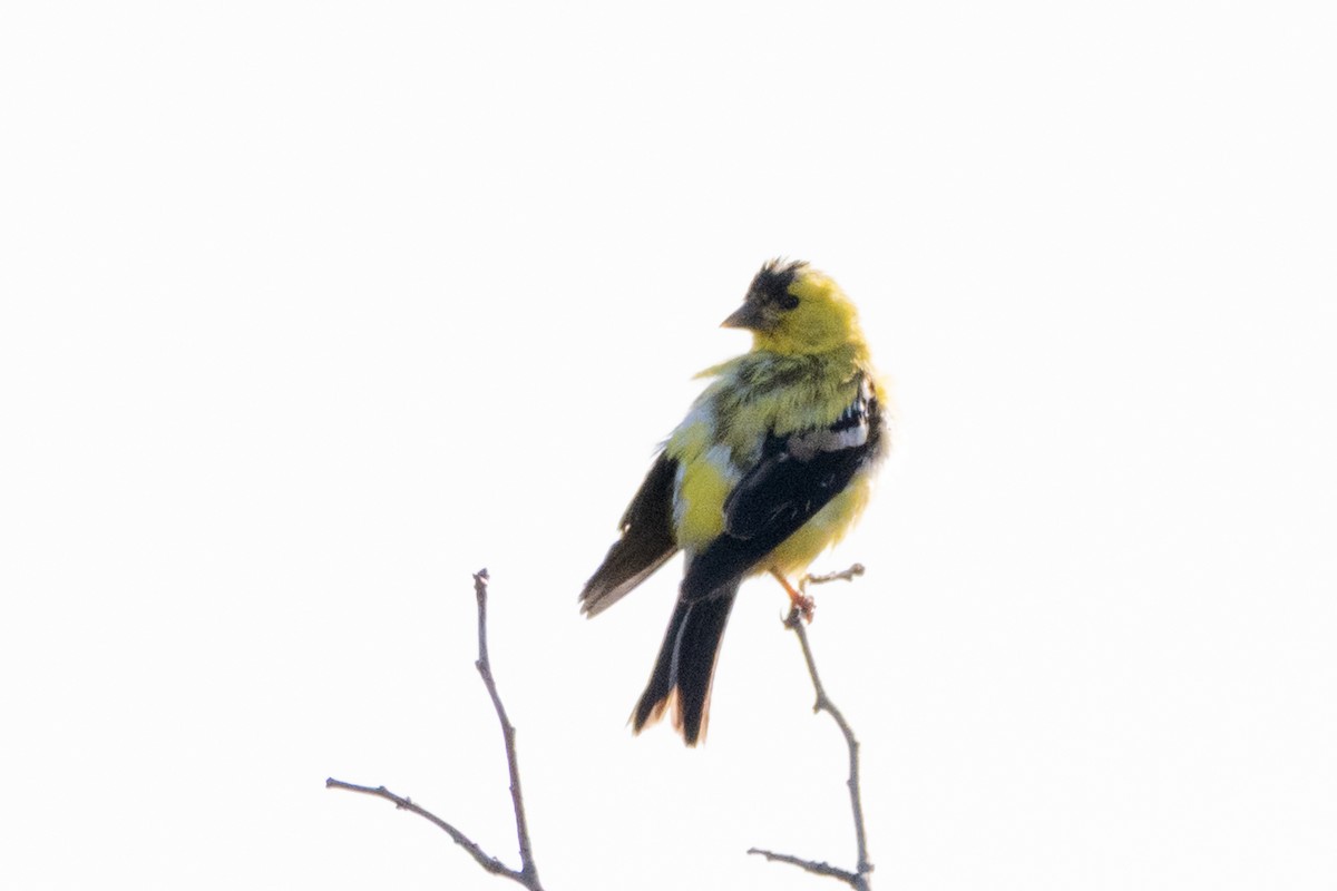 American Goldfinch - ML641367290