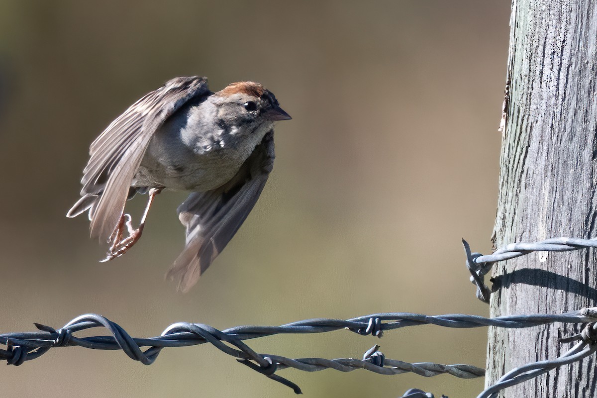 Chipping Sparrow - ML641367304