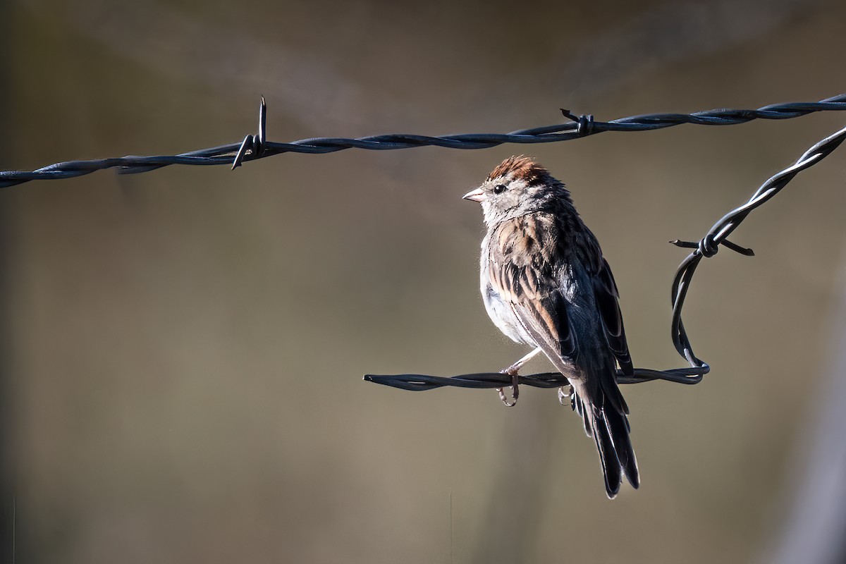 Chipping Sparrow - ML641367305