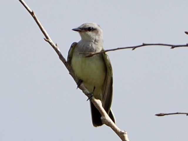 Western Kingbird - ML641367314