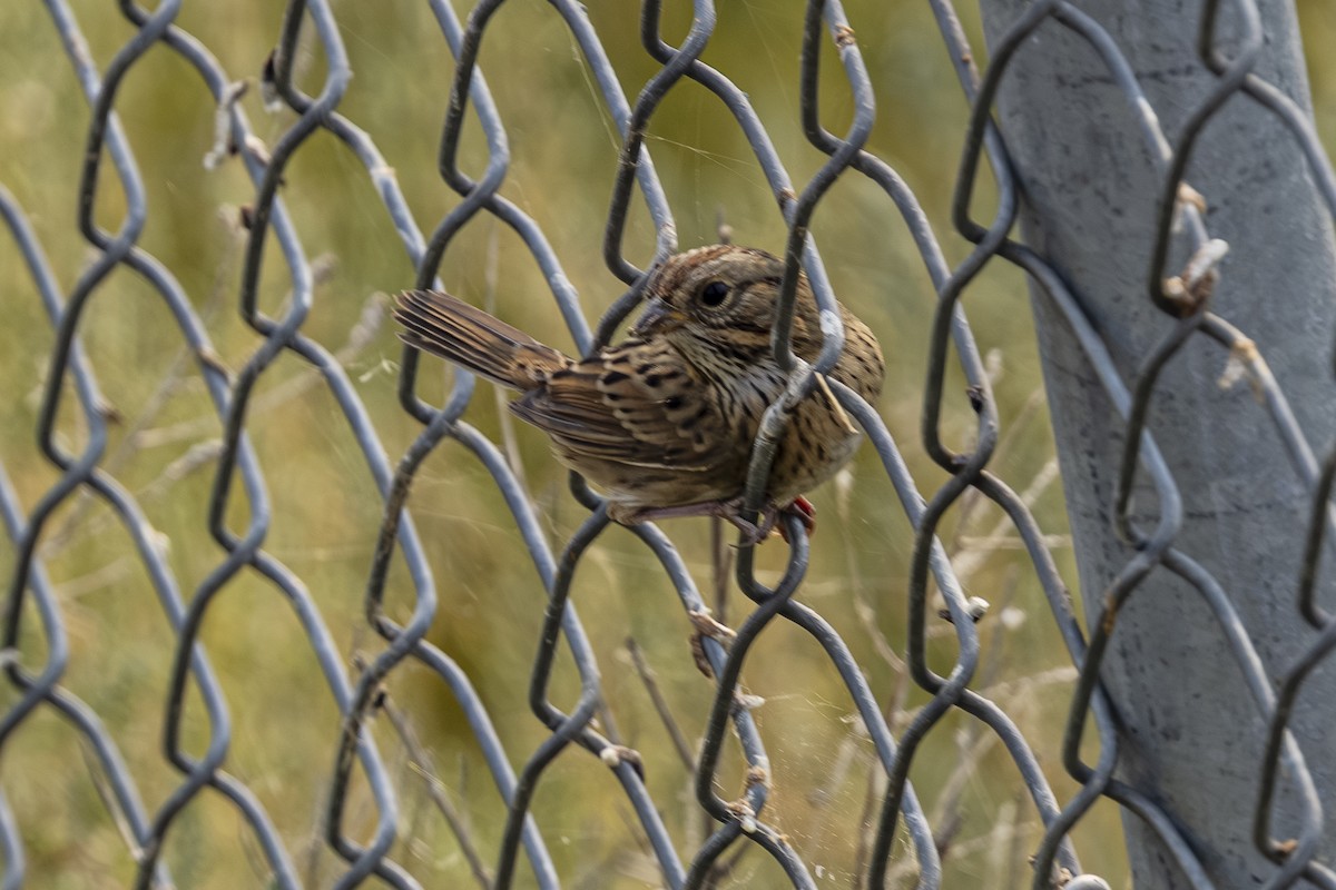 Lincoln's Sparrow - ML641367335