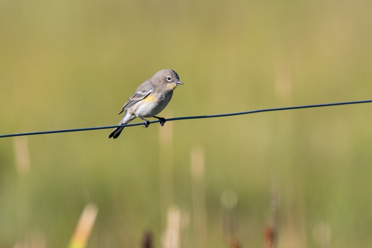 Yellow-rumped Warbler - ML641367344