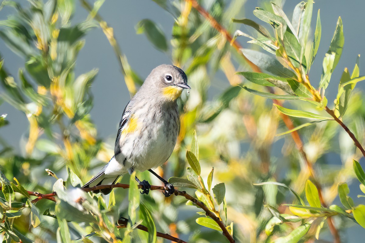 Yellow-rumped Warbler - ML641367345