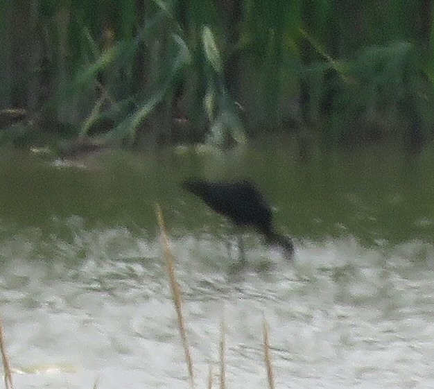 White-faced Ibis - ML641367358