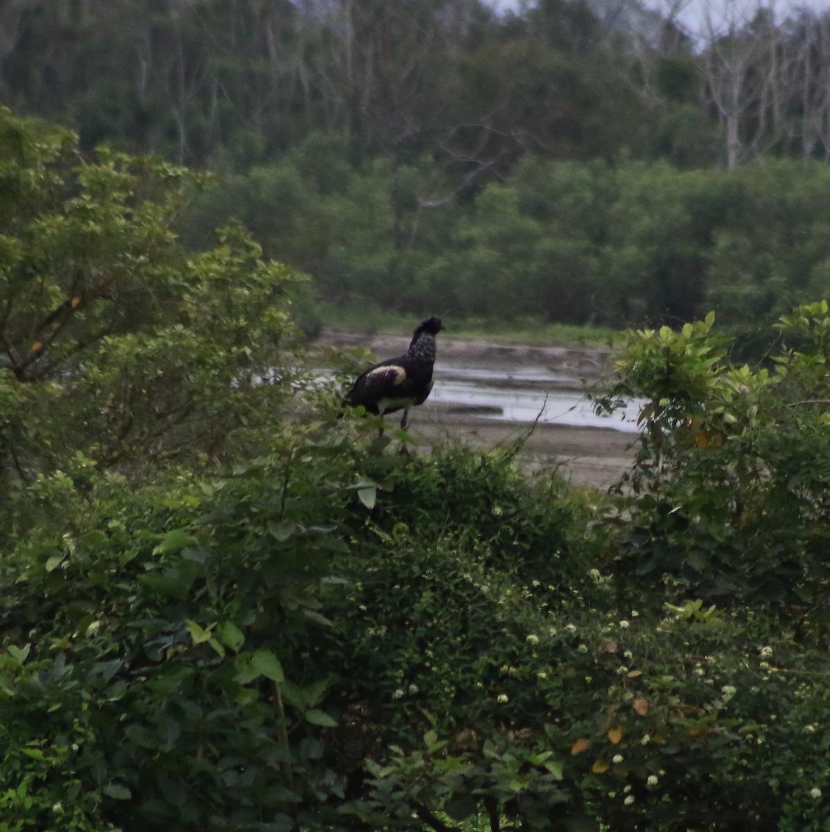 Horned Screamer - ML641367361
