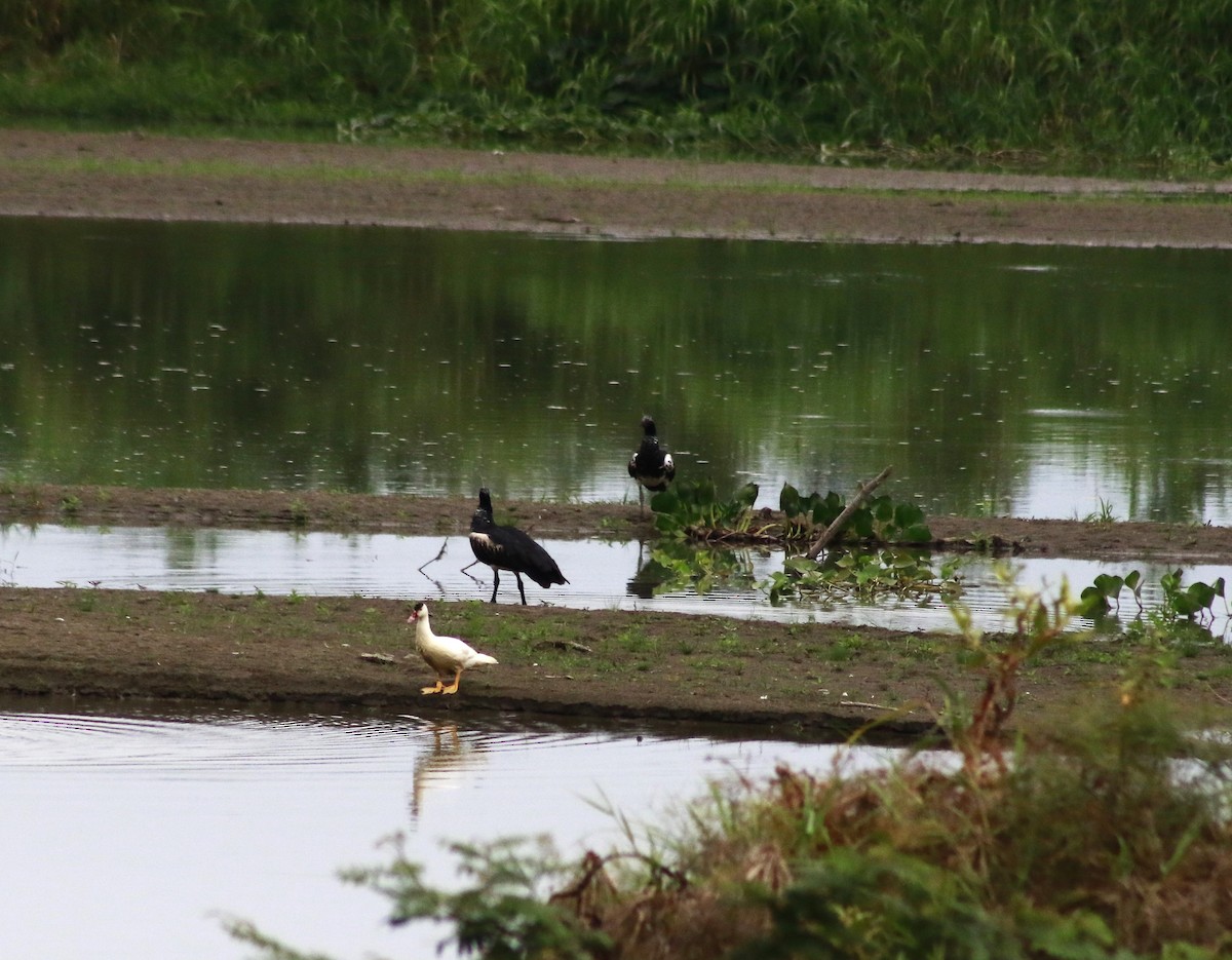 Horned Screamer - ML641367363