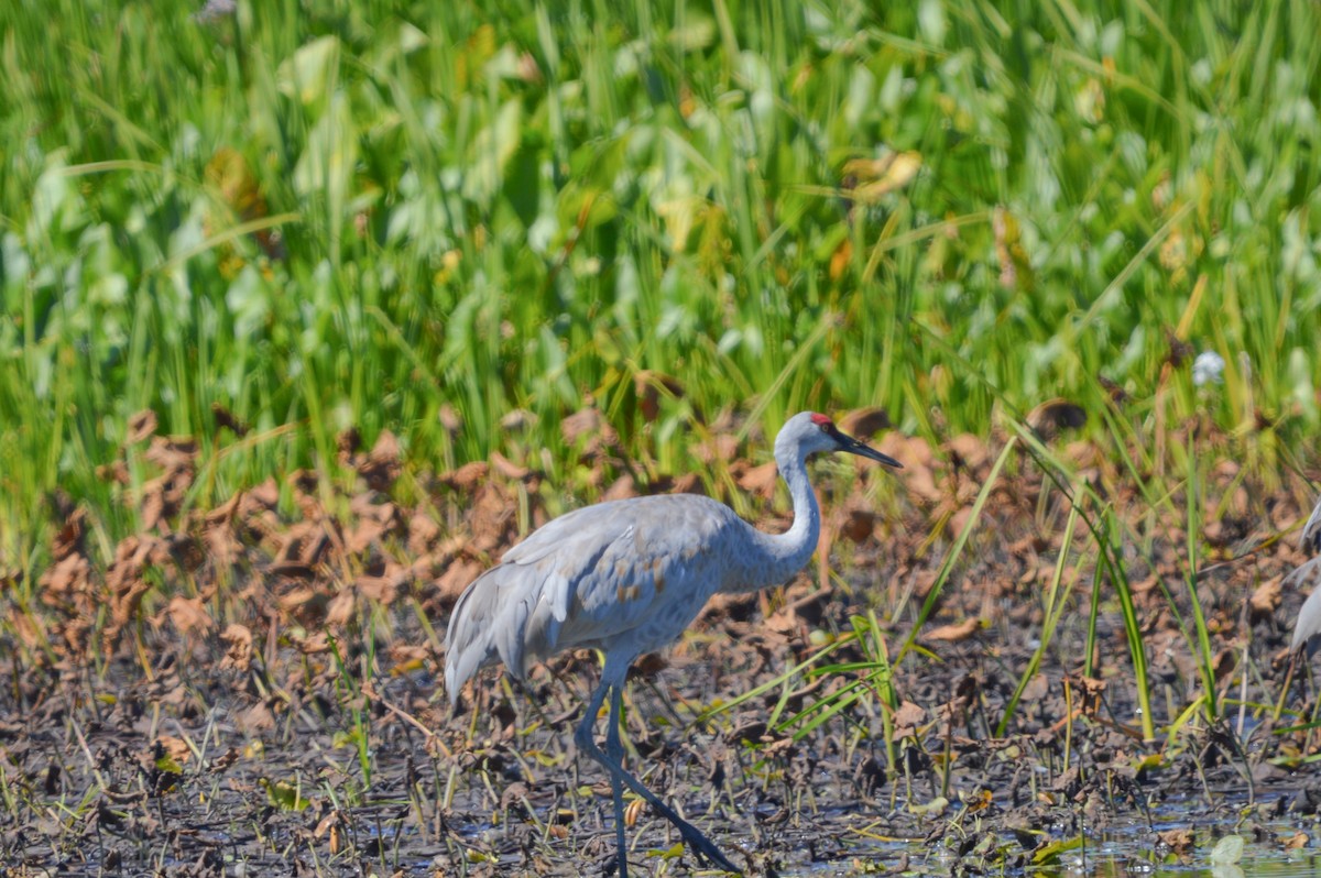 Sandhill Crane - ML641367366