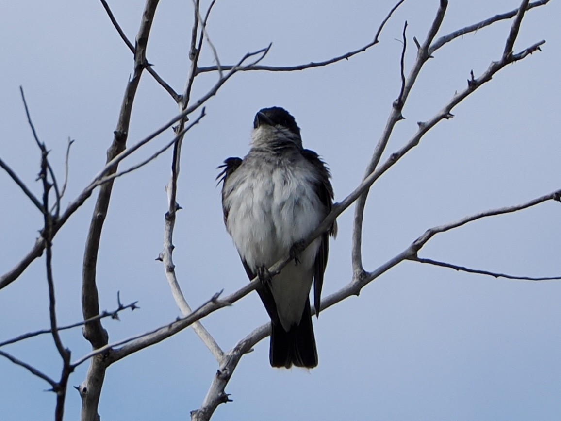 Eastern Kingbird - ML641367385