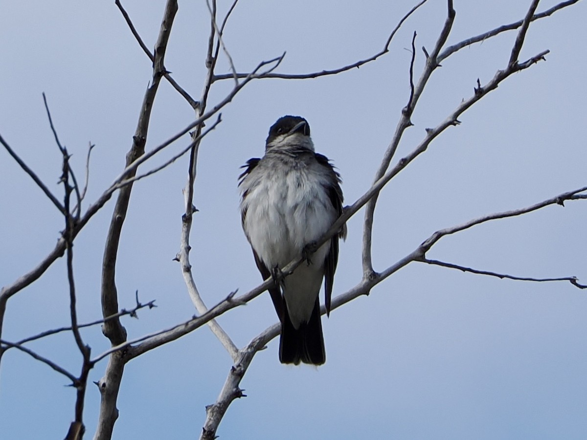 Eastern Kingbird - ML641367393