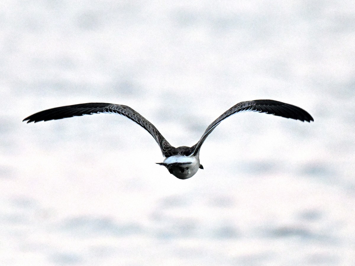 Laughing Gull - ML641367421