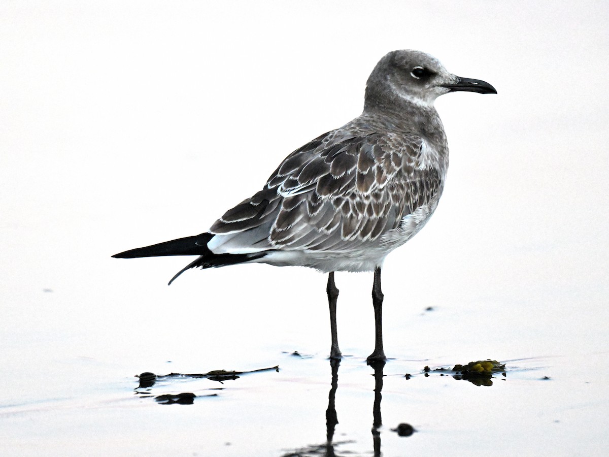 Laughing Gull - ML641367422