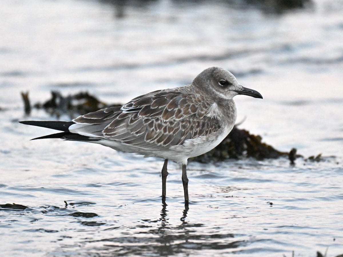 Laughing Gull - ML641367423