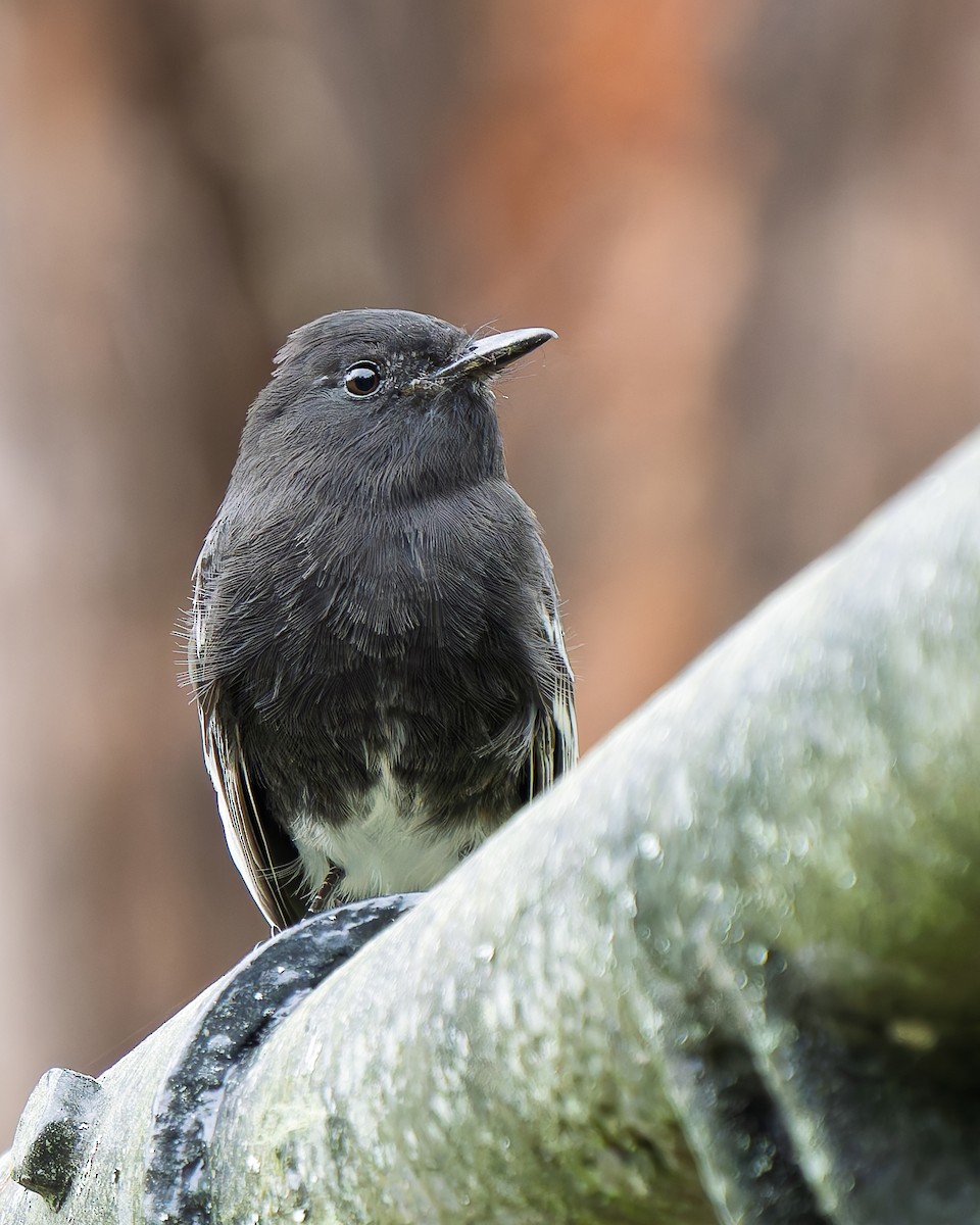 Black Phoebe - ML641367432