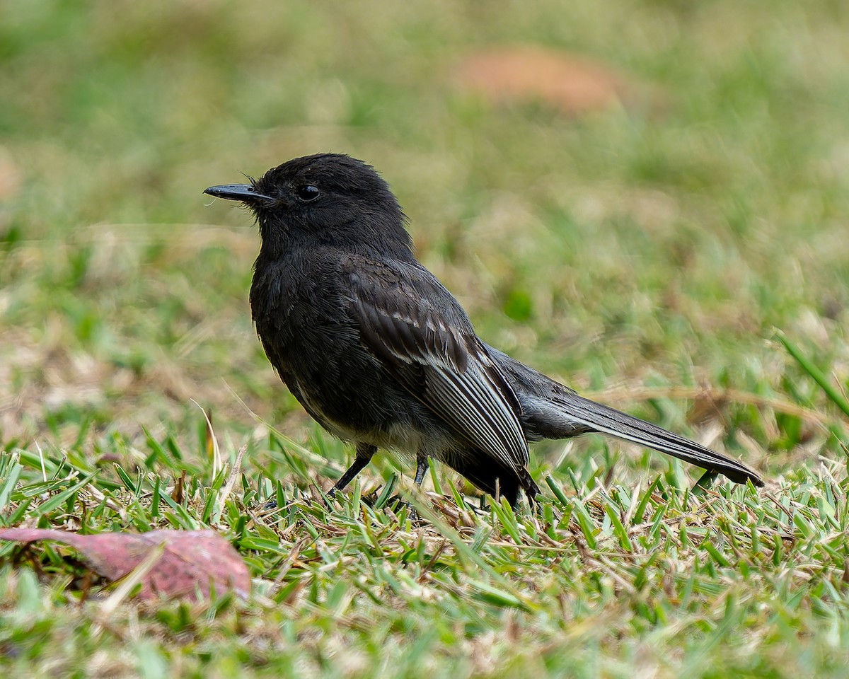 Black Phoebe - ML641367433