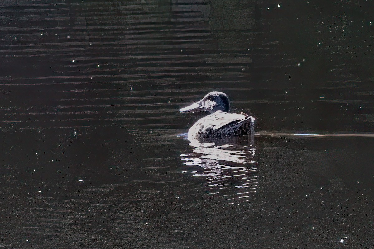 lžičák pestrý - ML641367446