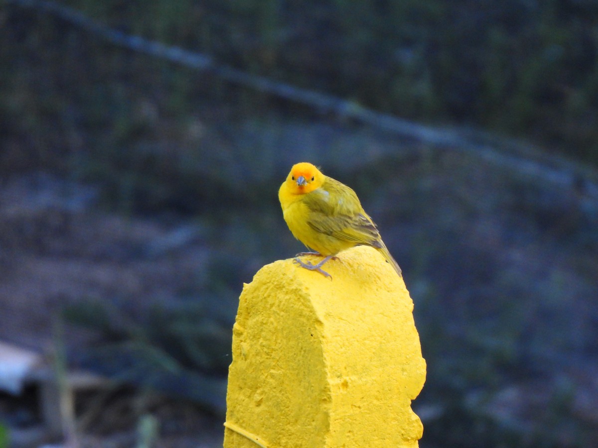 Saffron Finch - ML641367447