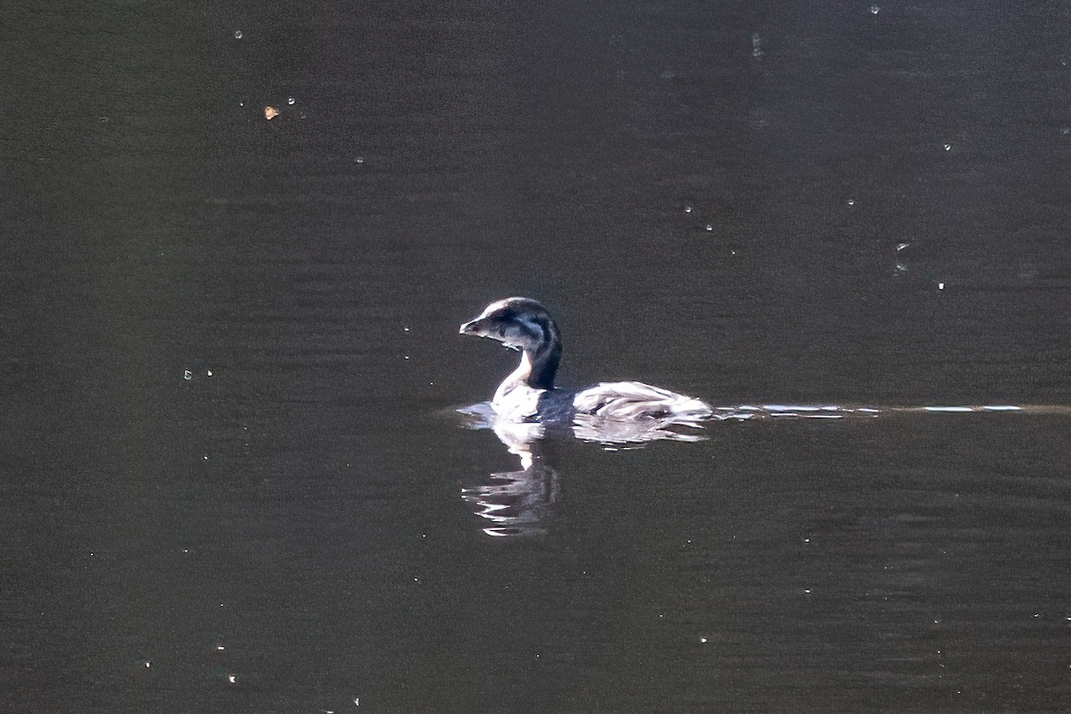 potápka americká - ML641367452