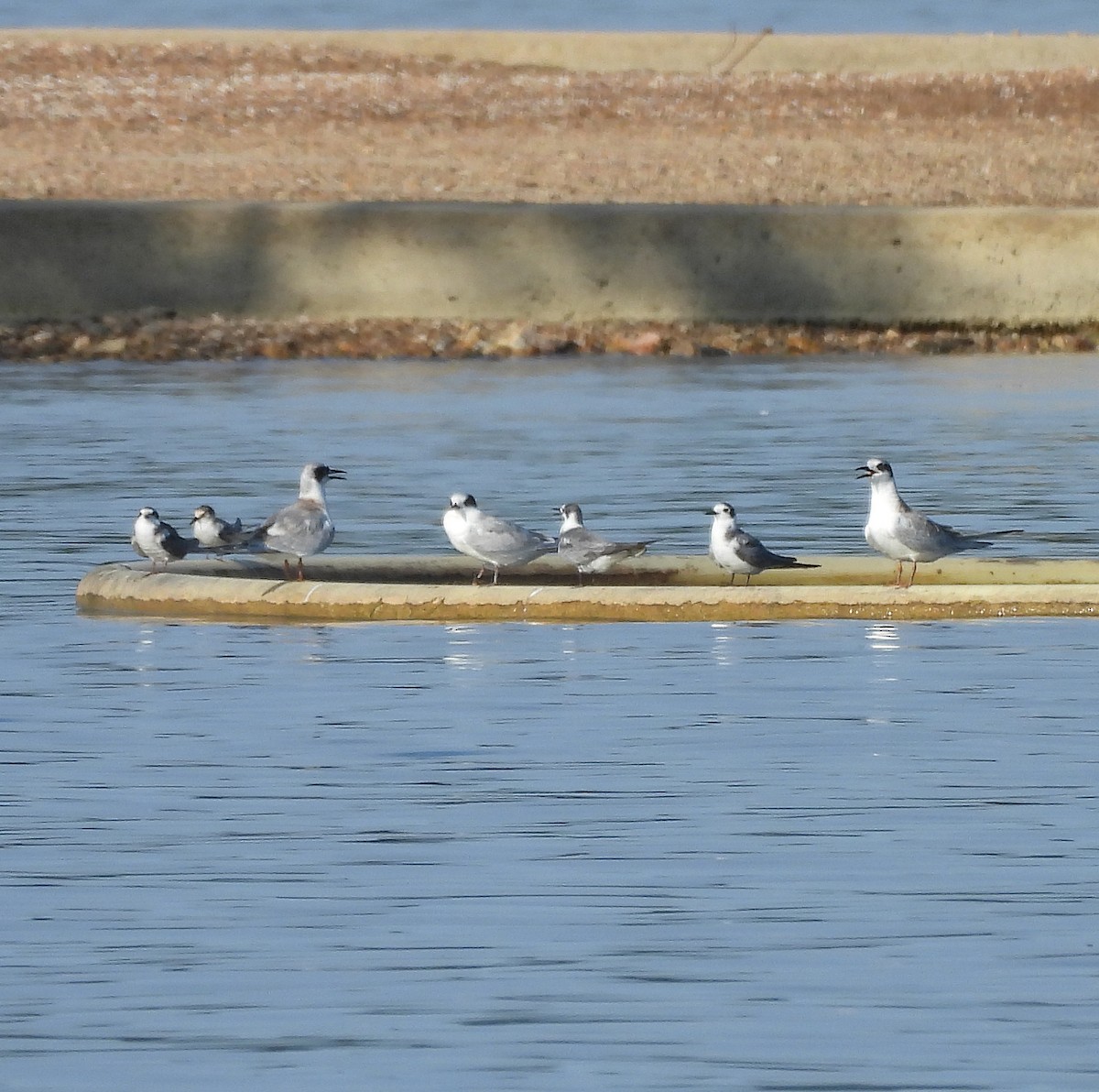 Least Tern - ML641367499