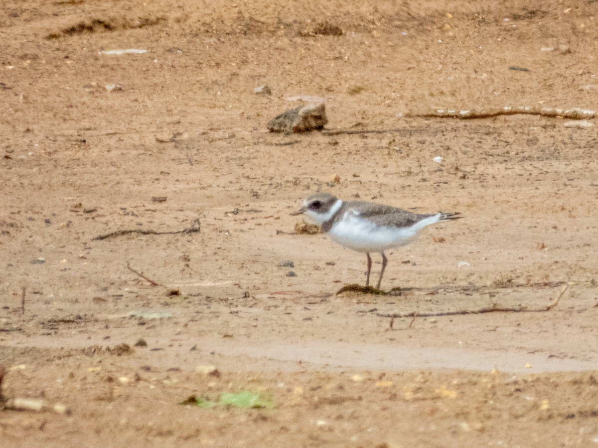 Semipalmated Plover - ML641367512