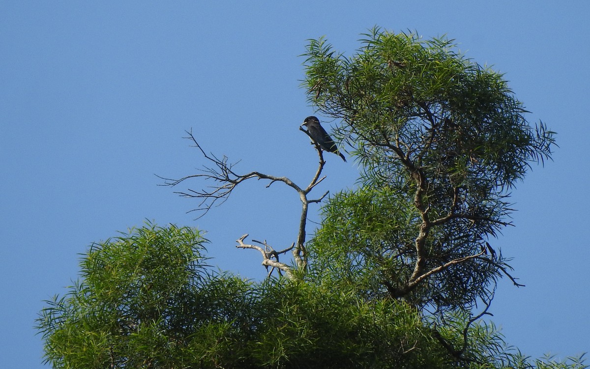 Dollarbird - ML641367518