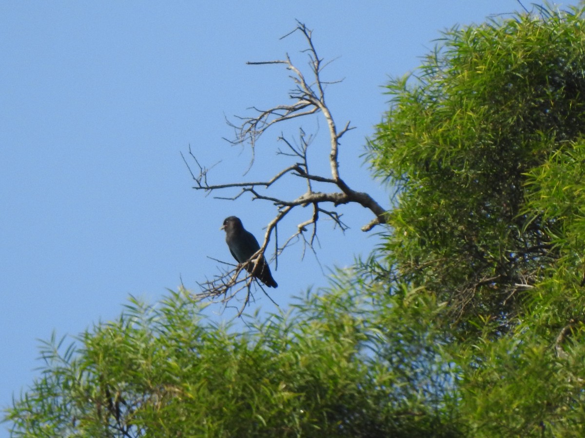 Dollarbird - ML641367519