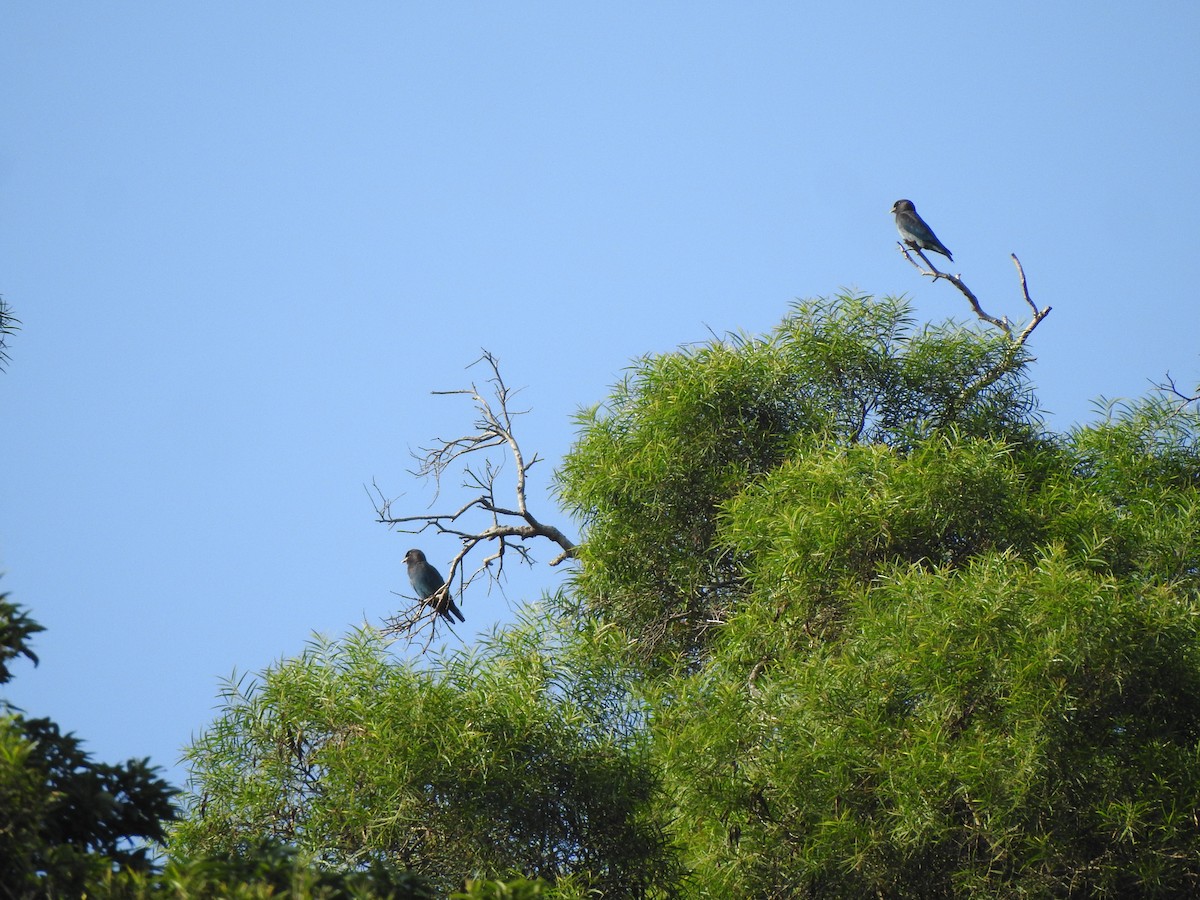 Dollarbird - ML641367520