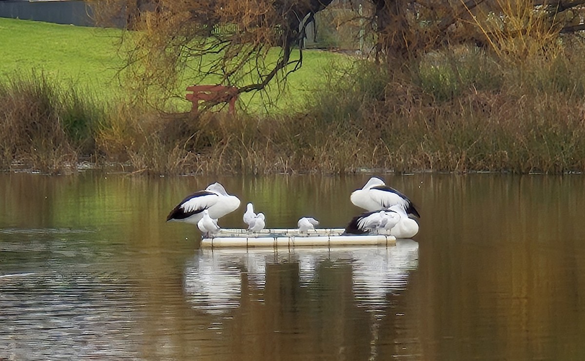 Australian Pelican - ML641367558