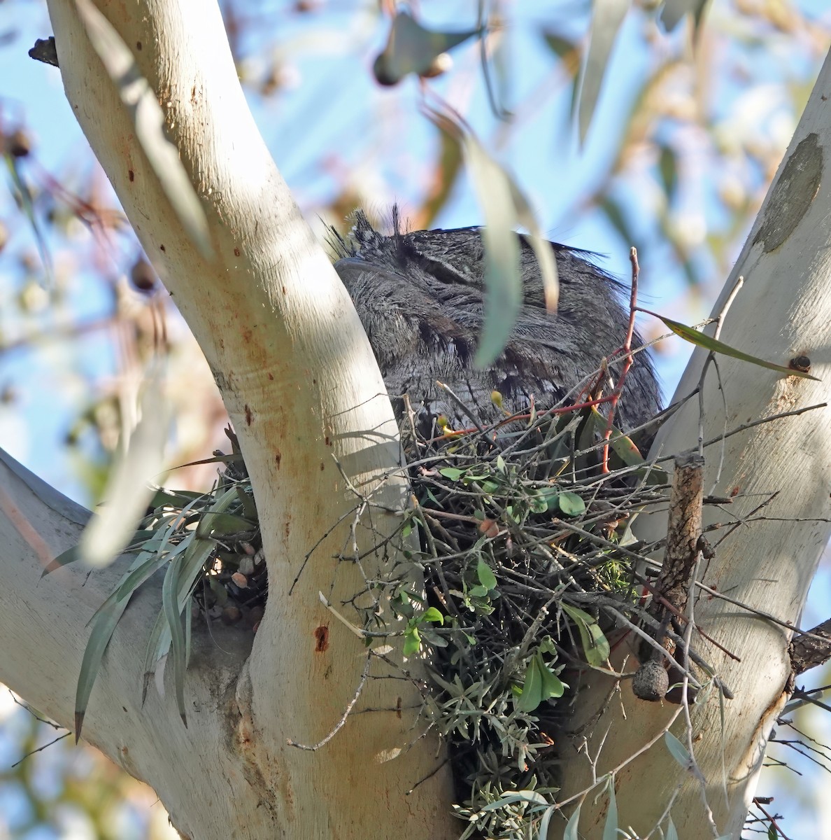 Tawny Frogmouth - ML641367569