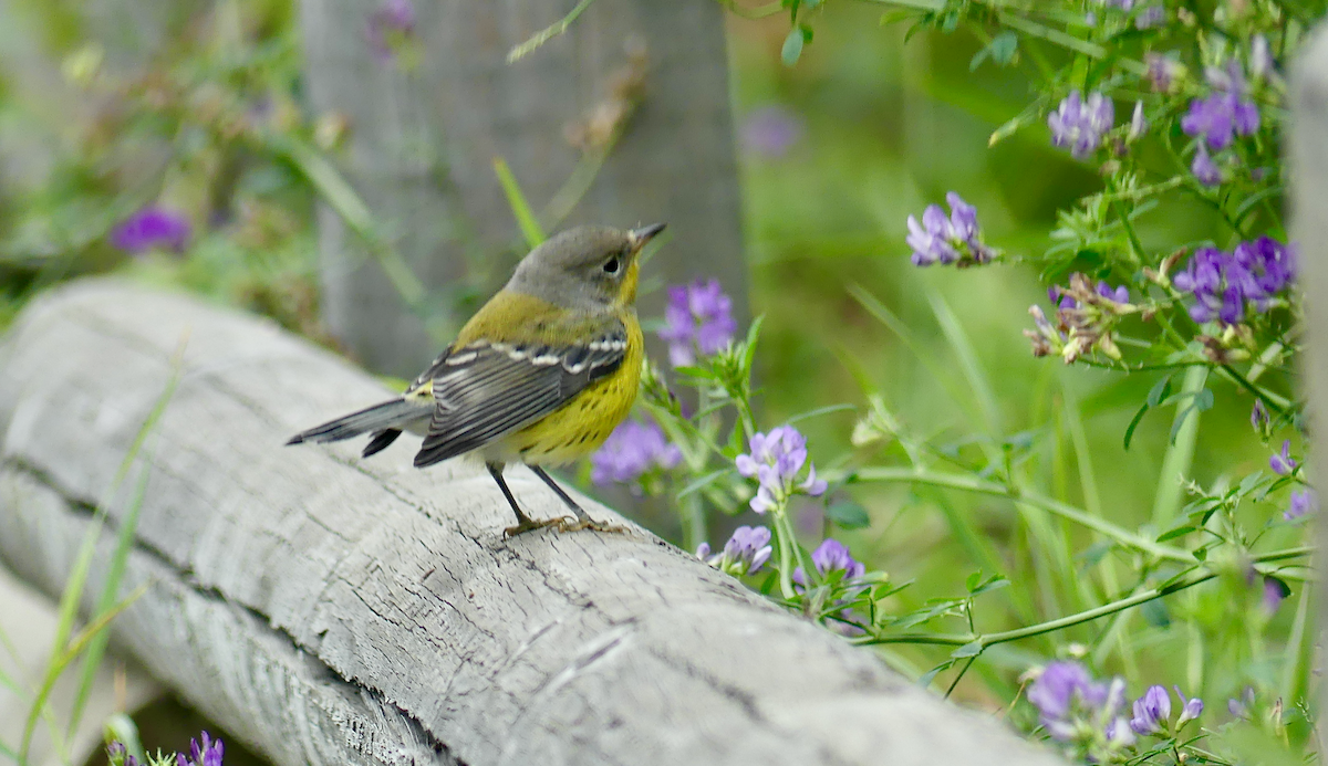 Magnolia Warbler - ML641367570