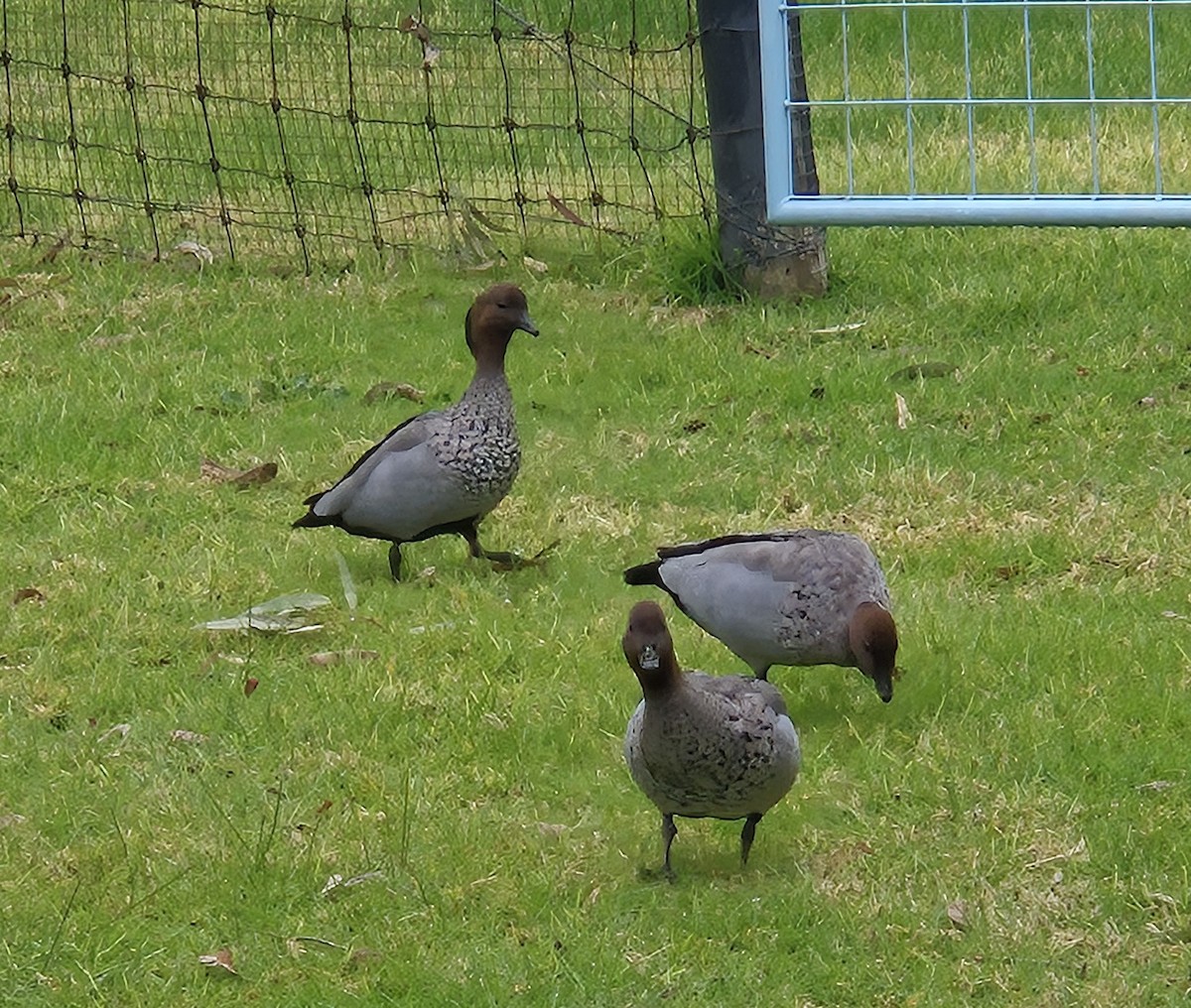 Maned Duck - ML641367571