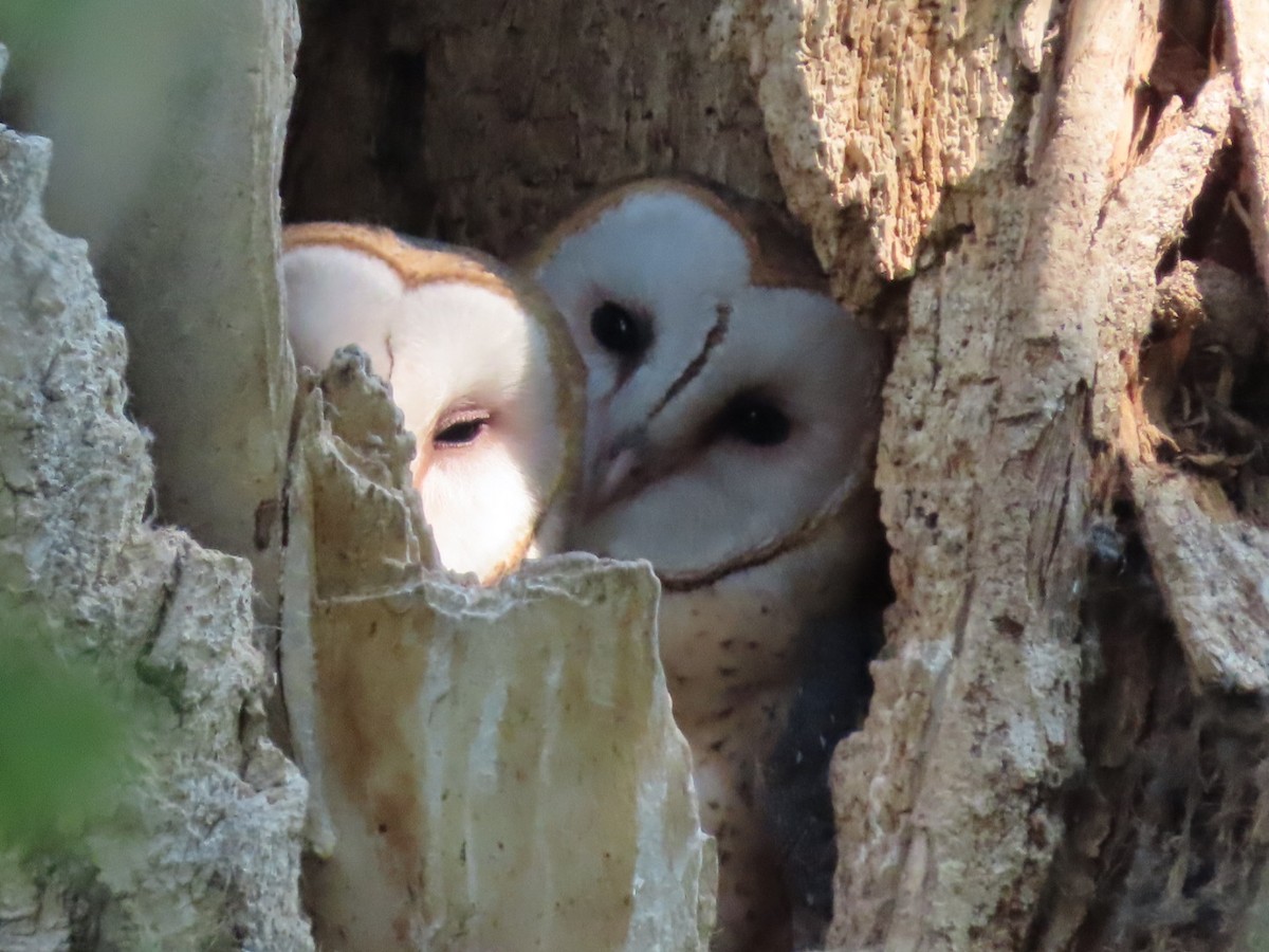 American Barn Owl - ML641367596