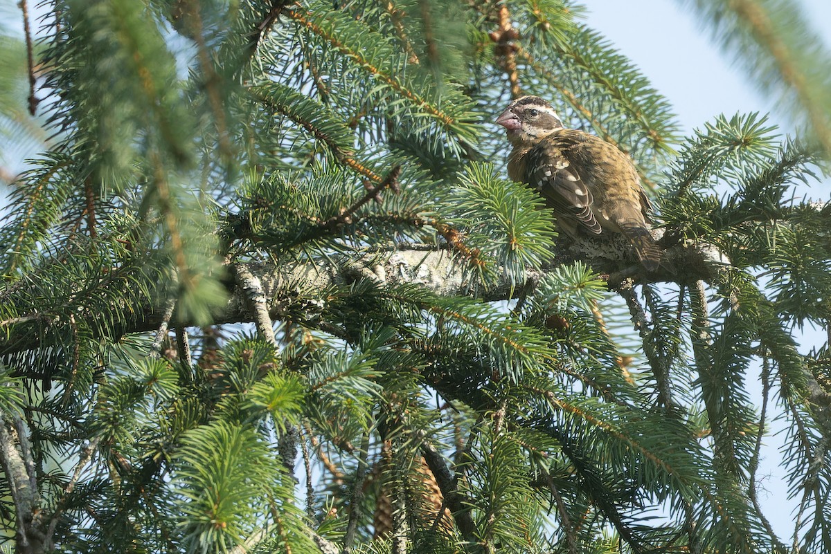 Black-headed Grosbeak - ML641367601
