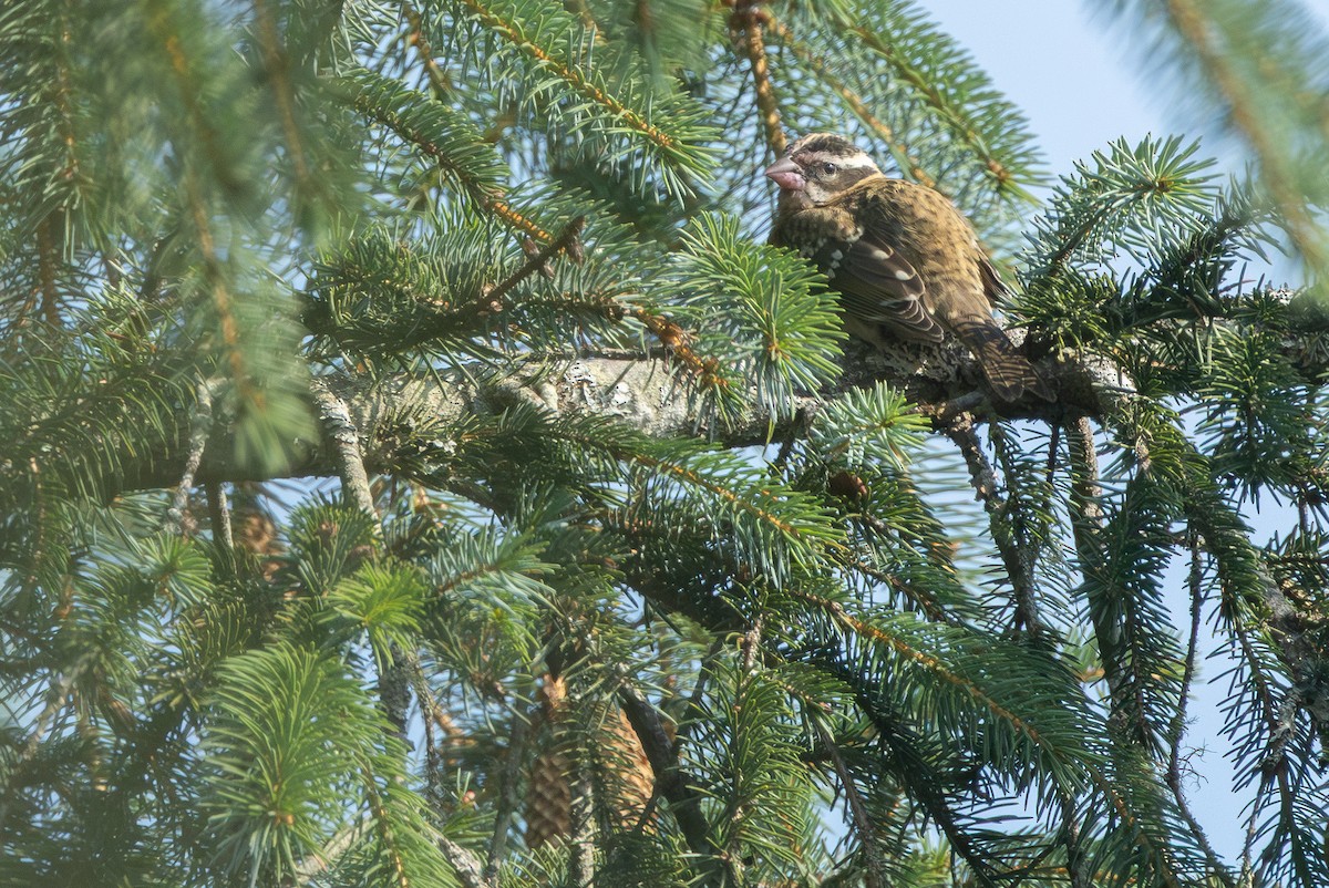 Black-headed Grosbeak - ML641367602