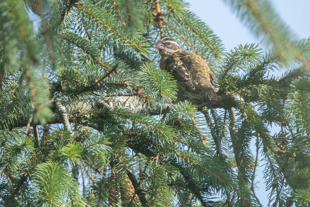 Black-headed Grosbeak - ML641367603