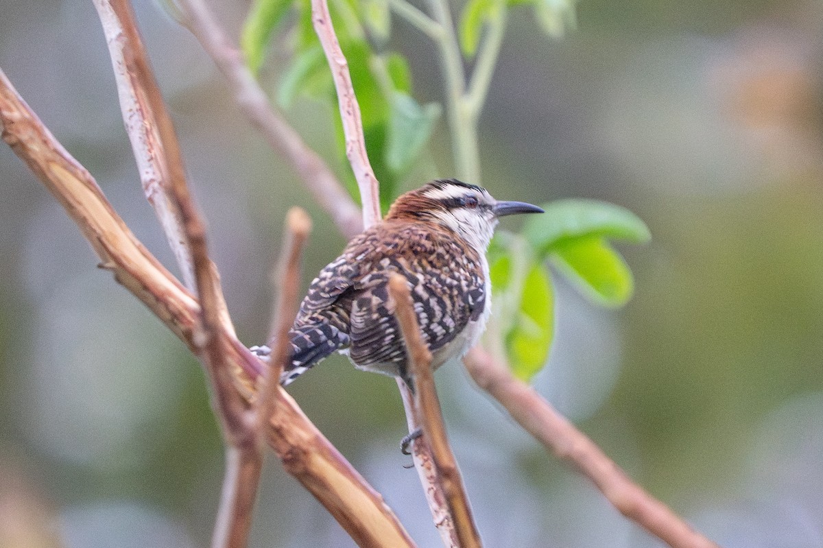 Rufous-backed Wren - ML641367609