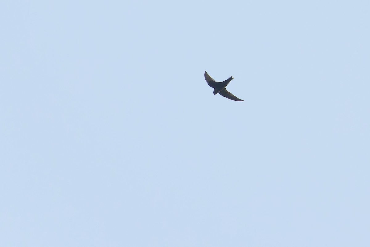 Black Swift - ML641367612
