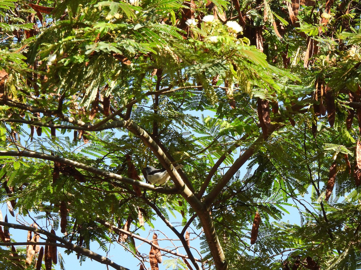 Plain-colored Tanager - ML641367617