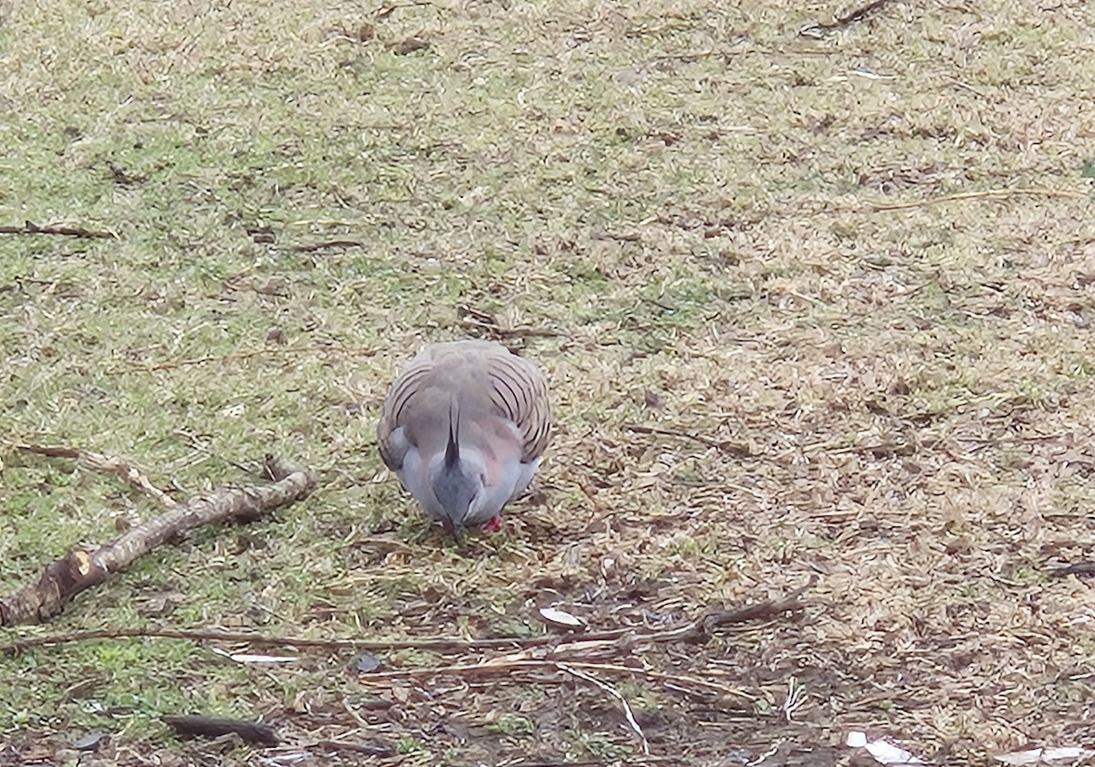 Crested Pigeon - ML641367622