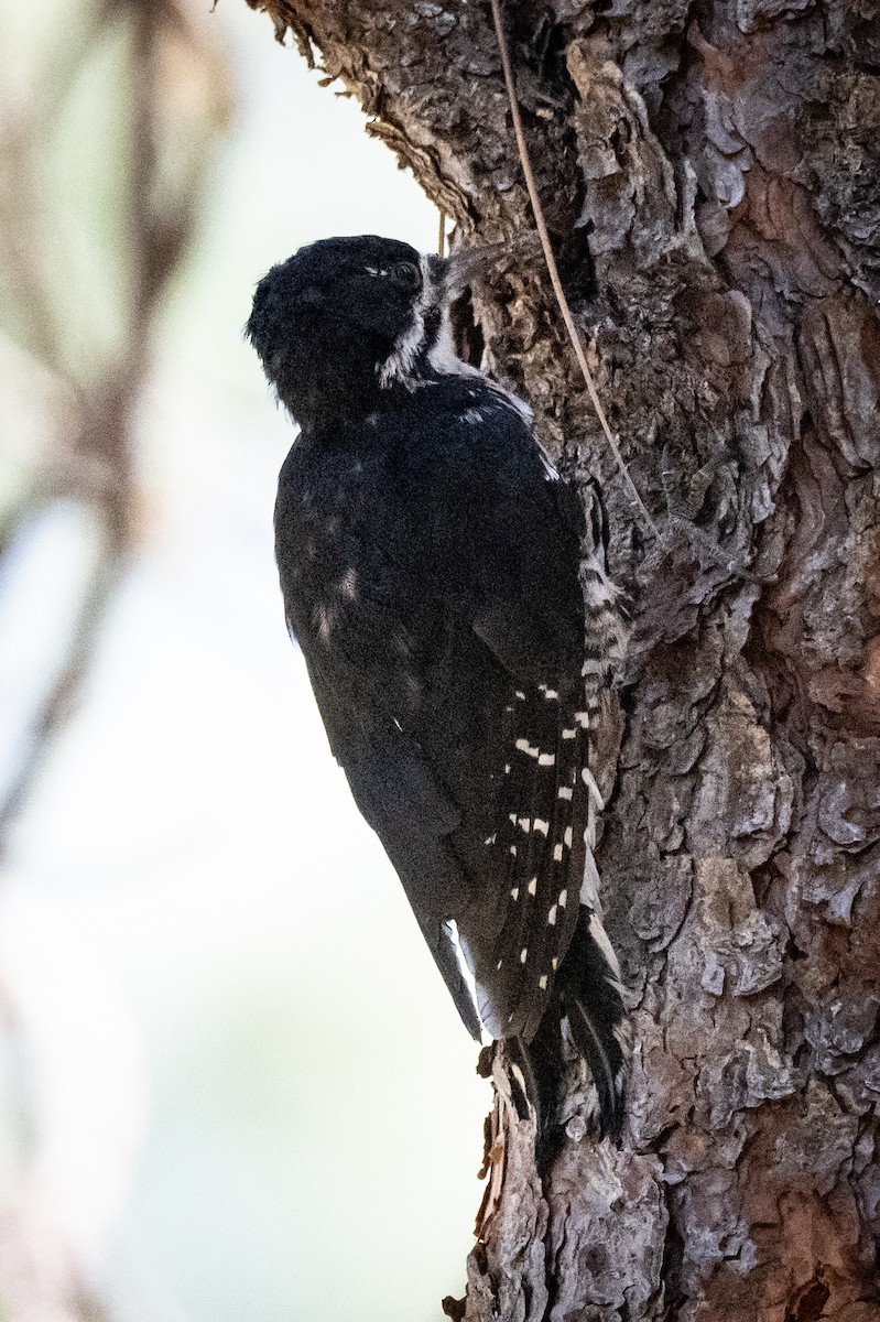 datlík černohřbetý - ML641367627