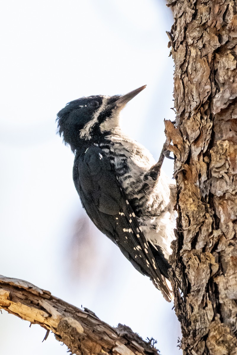 datlík černohřbetý - ML641367628